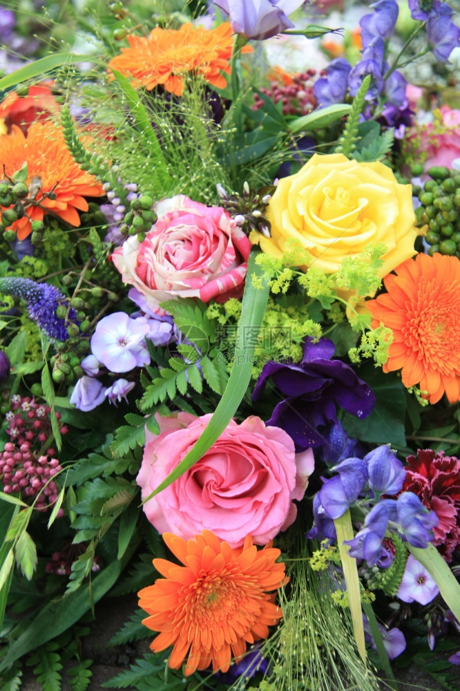 多彩花卉安排朵种类不同颜色亮图片