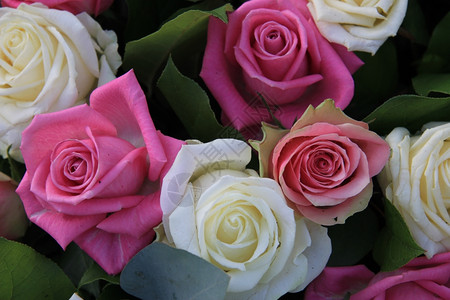 花朵安排白玫瑰和粉红花朵图片