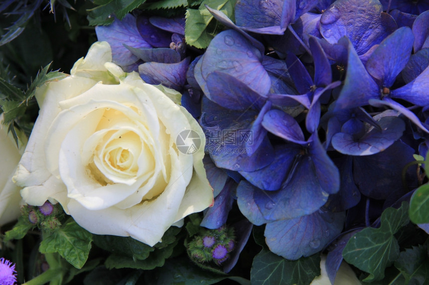 白玫瑰和蓝色花朵配送的图片