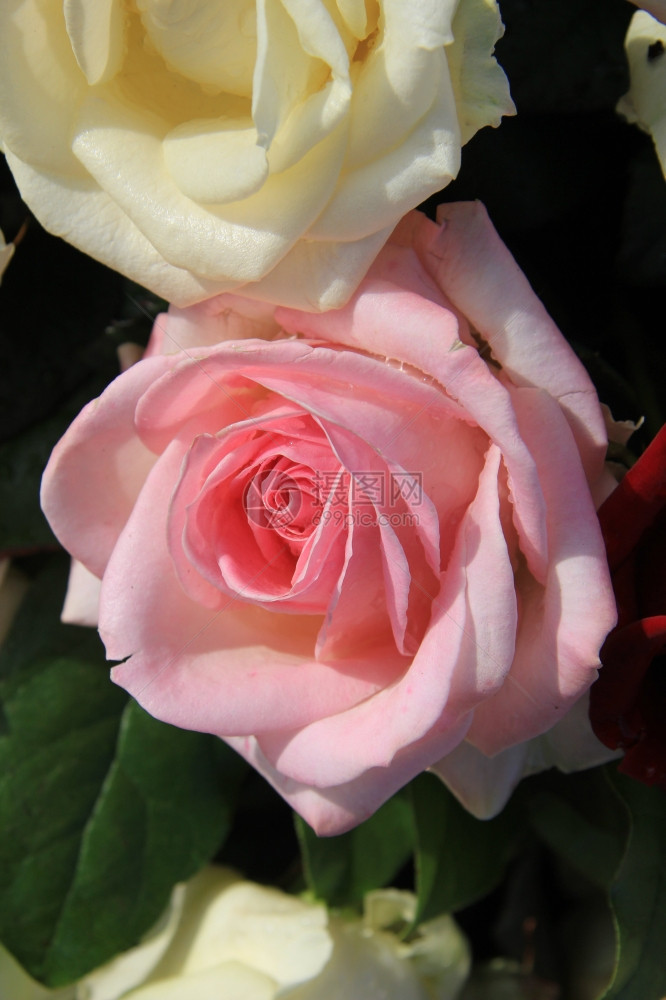 近距离拍到一朵粉红玫瑰作为混合花安排的一部分图片