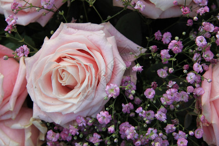 粉红玫瑰紫色吉普西拉花朵安排图片