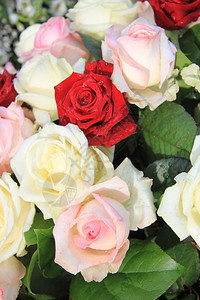粉红和白玫瑰花安排背景图片