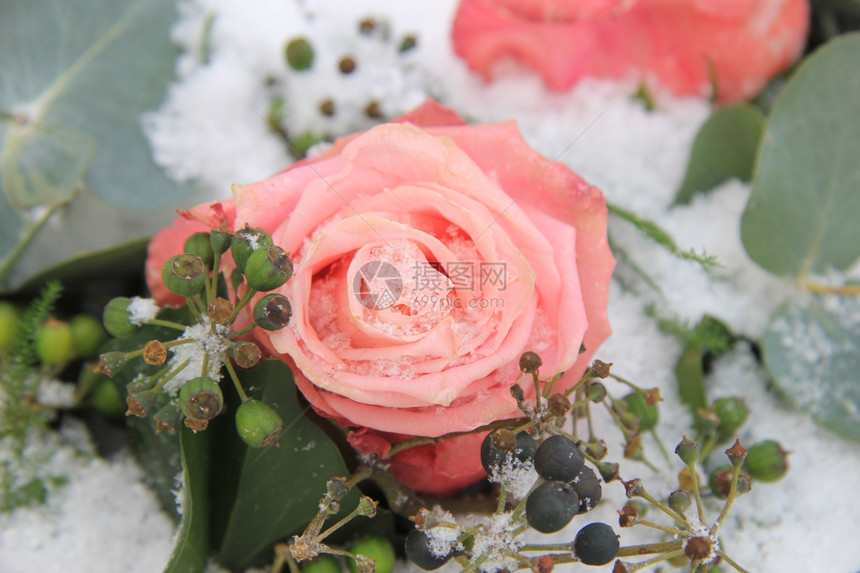 一片粉红雪中冰冻的玫瑰装饰着浆果图片