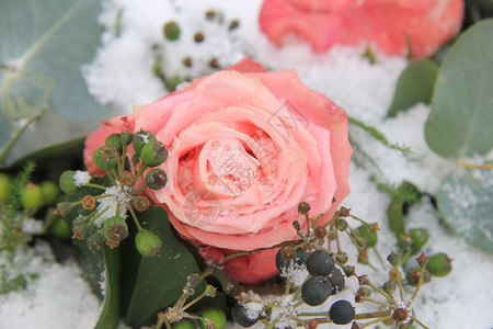 一片粉红雪中冰冻的玫瑰装饰着浆果图片