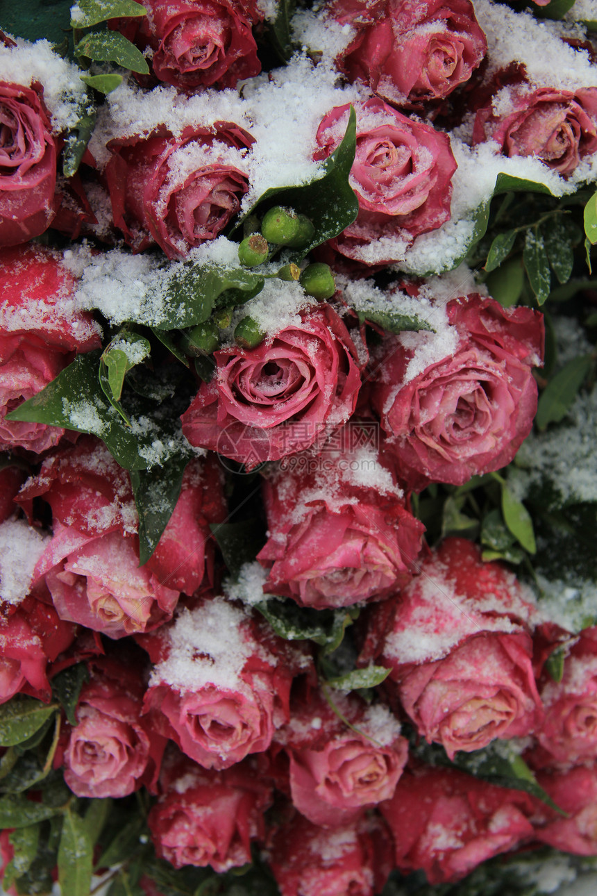 雪中一团黑粉红玫瑰图片