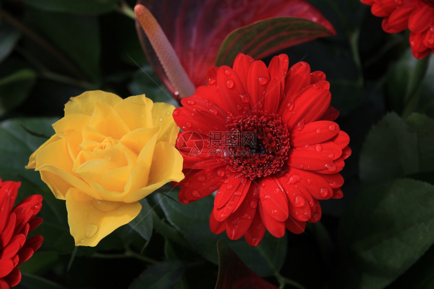 花安排一个大红的黄玫瑰花和图片