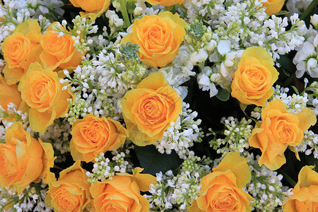 黄玫瑰花束白色西林加图片