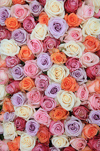 以许多糊面颜色的玫瑰花朵配制新娘图片