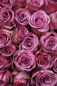 一大批粉红玫瑰完美如背景背景图片