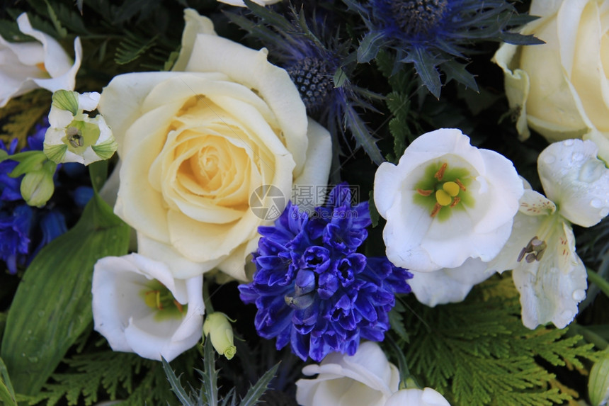 白花和蓝安排白玫瑰和蓝花图片