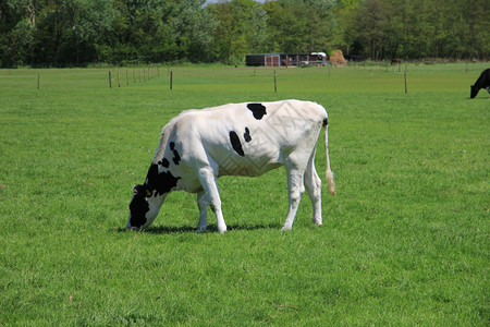 草原上的奶牛背景图片