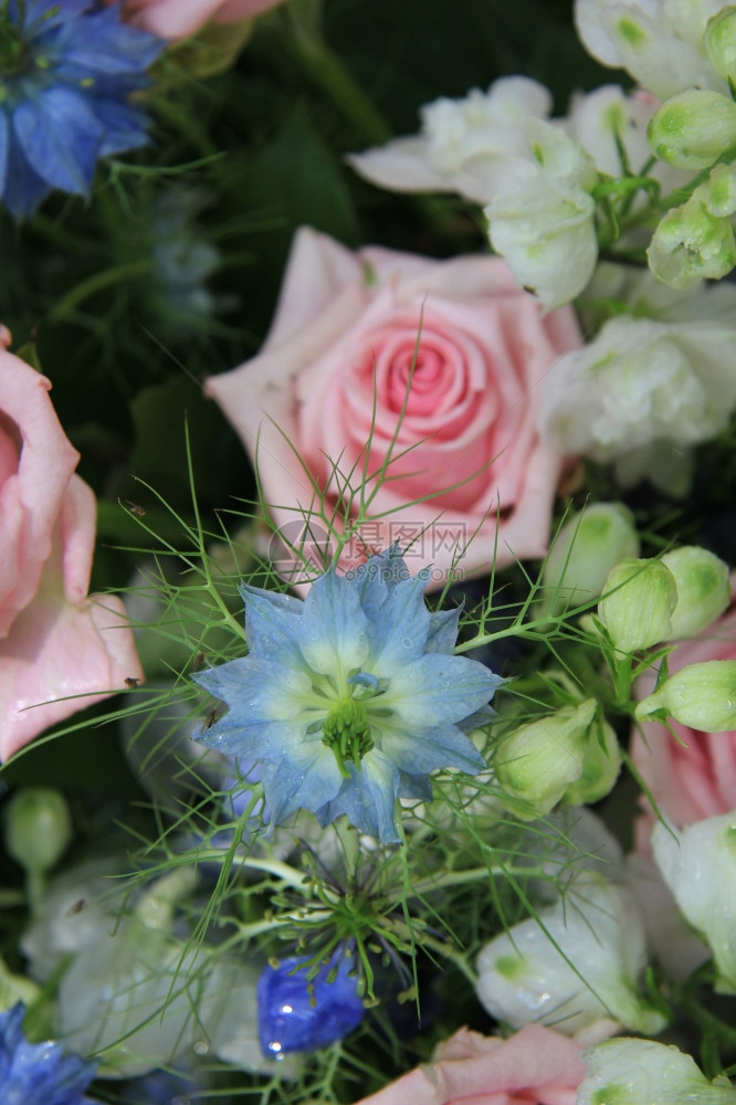蓝色和粉红的花朵安排玫瑰和爱在雾中图片