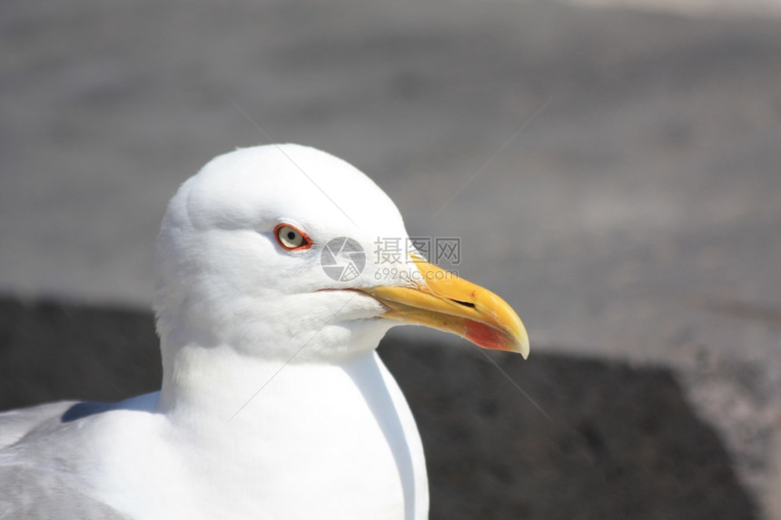 白色海鸥的近距离肖像图片
