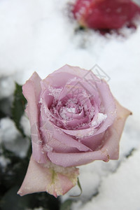 大紫色玫瑰花覆盖着雪图片