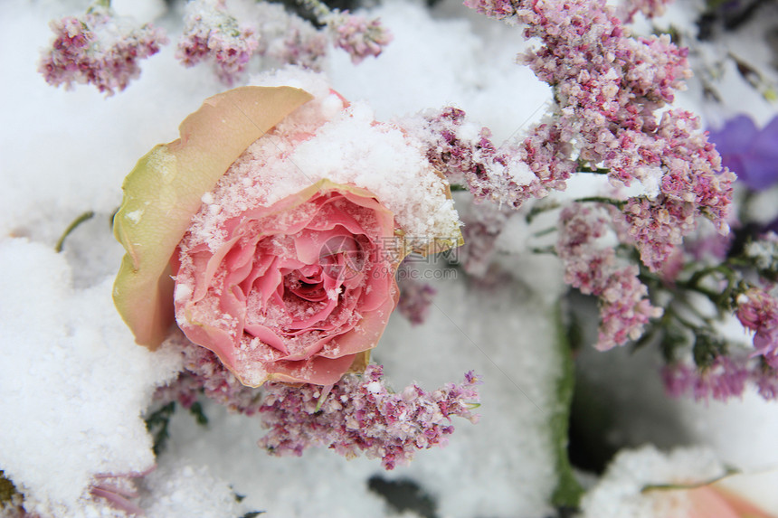 一朵粉红玫瑰上面覆满了雪花图片