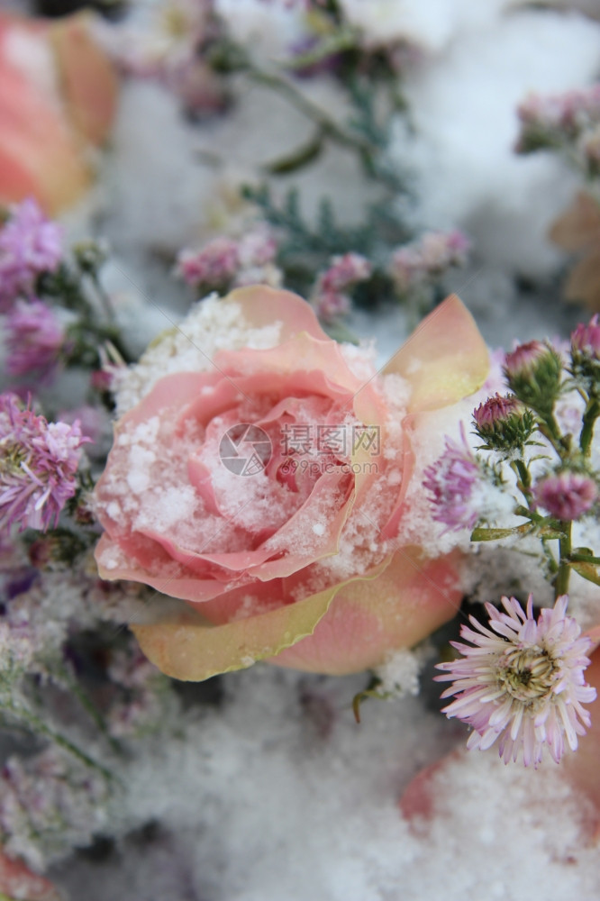 一朵粉红玫瑰上面覆满了雪花图片