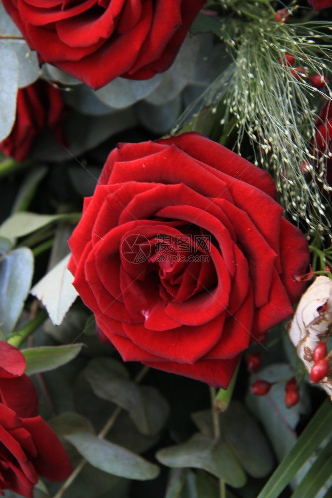 单大红玫瑰和一些绿色的紧贴在一起图片