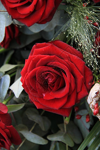 单大红玫瑰和一些绿色的紧贴在一起图片