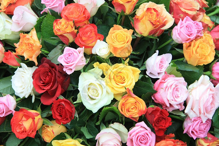 多彩花卉安排有不同种类的明色玫瑰花朵图片