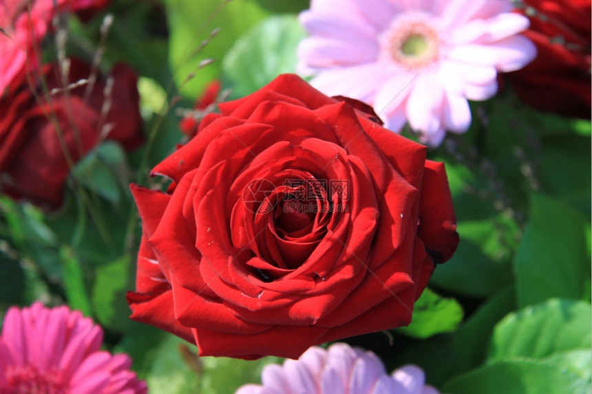阳光下一朵红玫瑰紧贴着图片