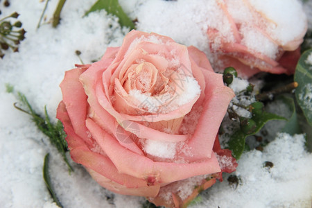 一朵粉红玫瑰上面覆满了雪花图片