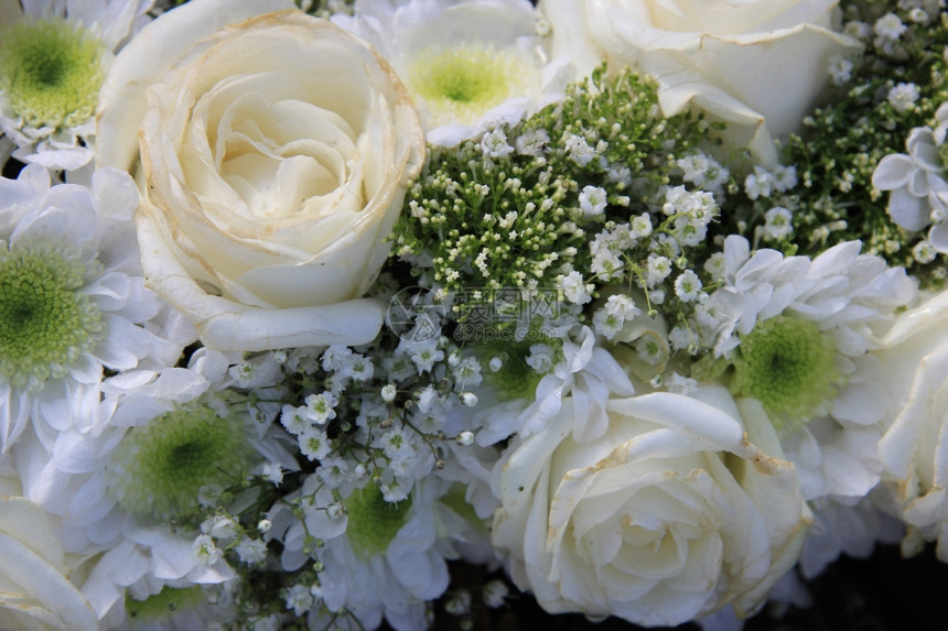 白色新娘花束玫瑰吉普西拉和木乃伊图片