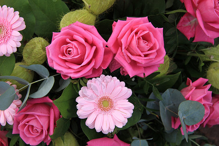 大粉红玫瑰和柔软花图片