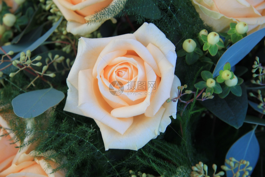 大软橙色玫瑰花朵配绿色装饰图片