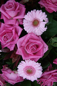 淋雨后不久粉红玫瑰花朵和雪安排图片