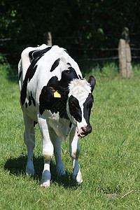 一头晕眩病一头黑白的母牛在春天草原上行走背景