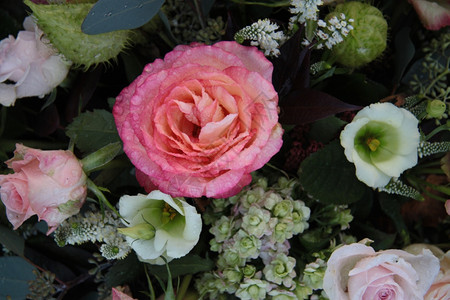 大粉红玫瑰是雨后花岗安排的一部分图片