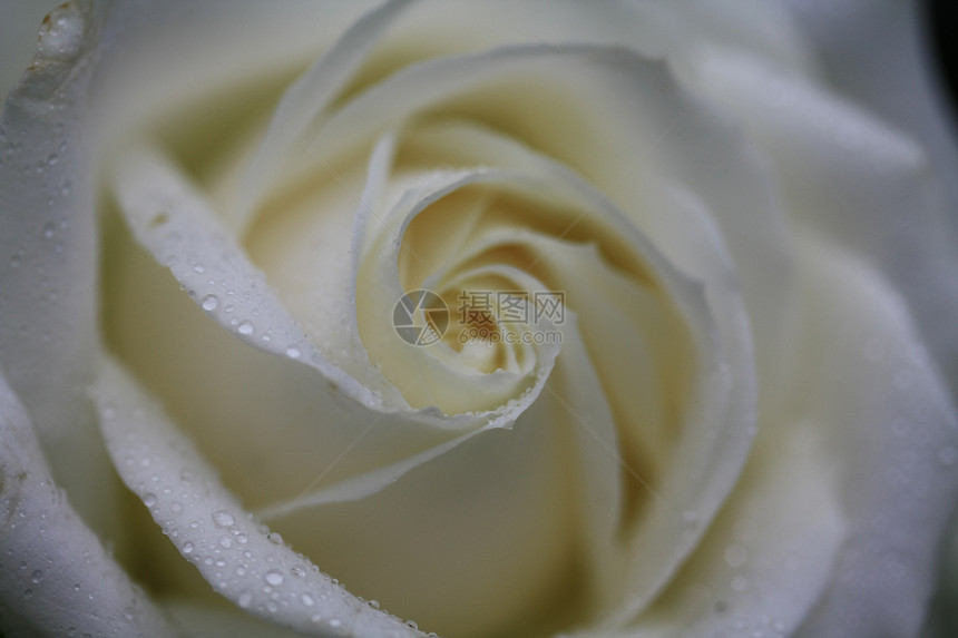 用水滴射出一朵白玫瑰的软焦距图片
