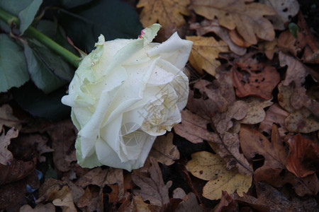 秋叶上的白玫瑰图片