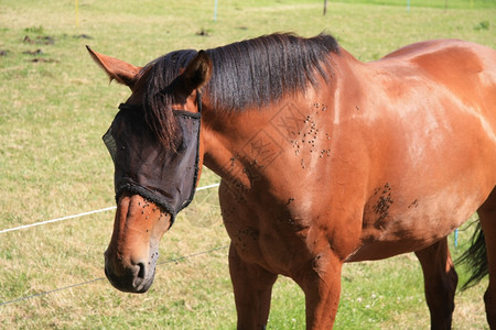 一匹棕色马在温暖的夏日有一匹棕色的马和几百只苍蝇图片