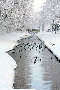 一群鸭子和其他鸟在冷冻的沟渠里在幕后的小桥上高清图片