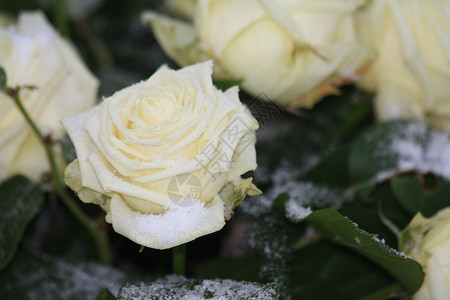 雪中白玫瑰荷兰玫瑰高清图片