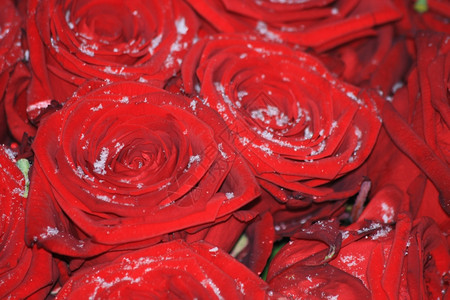 雪中一束红玫瑰花图片