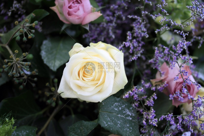 大白玫瑰雪中夹着紫花图片