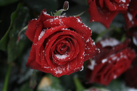 雪中一朵红玫瑰高清图片