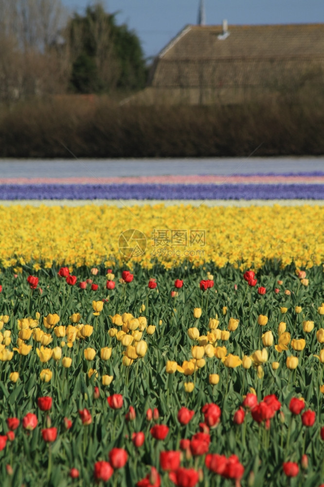 荷兰的红色和黄郁金树田图片