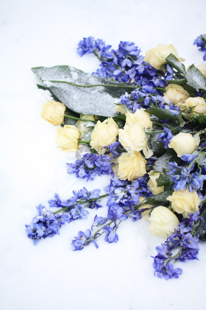 雪中的花朵安排白玫瑰和其他蓝花图片
