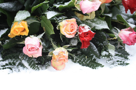 雪黄粉和红的混合玫瑰花束图片