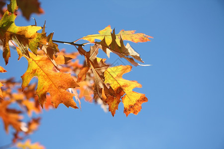 秋天树枝黄橙叶在清蓝的天空上图片