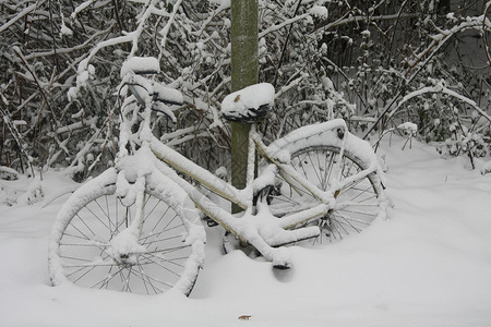 五棵树一辆自行车停在棵树旁被雪覆盖背景