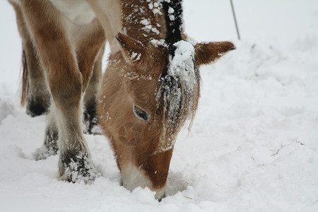 冬季雪原上觅食的马群图片