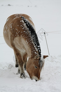 在雪地上吃草的马匹图片