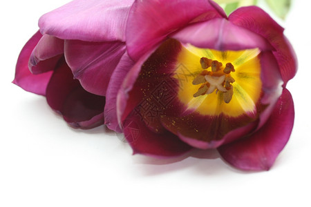 紫色的郁金香和一单的郁金香关闭图片