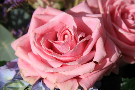 粉红玫瑰和蓝色的花状朵背景图片