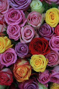 花朵布局中满了不同颜色的大玫瑰背景图片