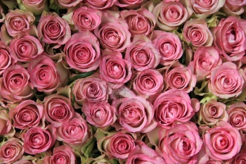 粉红玫瑰大组完美如背景图片